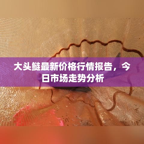 大头鲢最新价格行情报告,今日市场走势分析