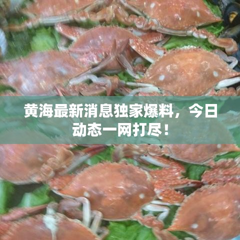 黄海最新消息独家爆料,今日动态一网打尽!