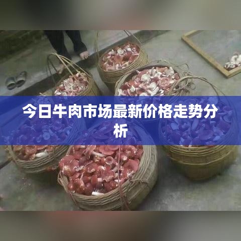 今日牛肉市场最新价格走势分析