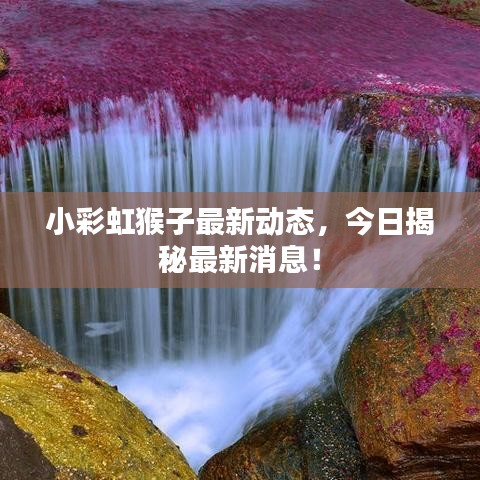 小彩虹猴子最新动态,今日揭秘最新消息!