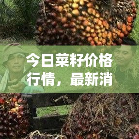 今日菜籽价格行情,最新消息、市场走势与影响因素深度解析