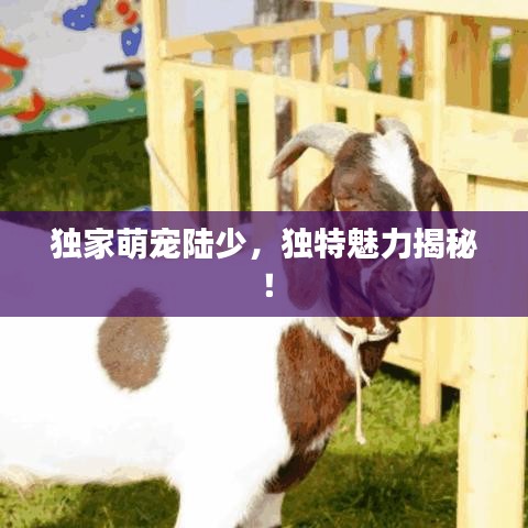 独家萌宠陆少,独特魅力揭秘!