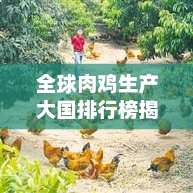 全球肉鸡生产大国排行榜揭晓！