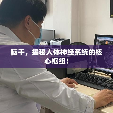 脑干，揭秘人体神经系统的核心枢纽！