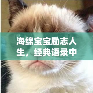 海绵宝宝励志人生,经典语录中的力量与启示