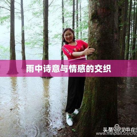 雨中诗意与情感的交织