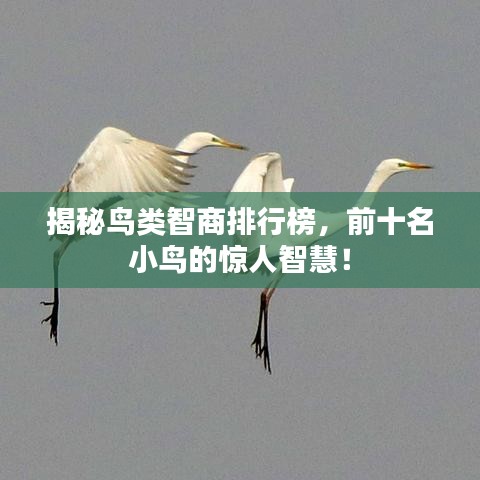 揭秘鸟类智商排行榜,前十名小鸟的惊人智慧!