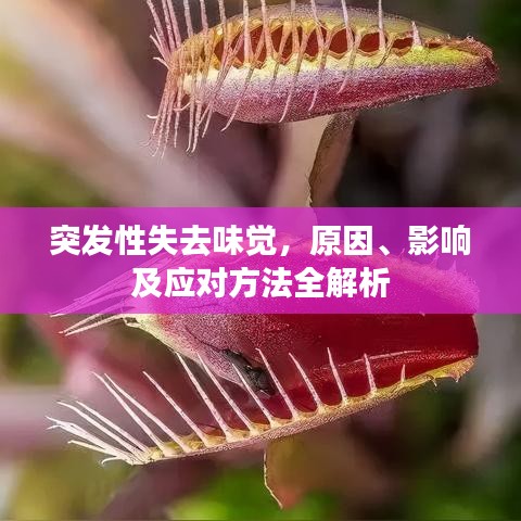 突发性失去味觉,原因、影响及应对方法全解析