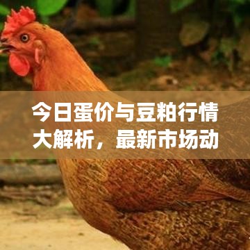 今日蛋价与豆粕行情大解析，最新市场动态，不容错过！