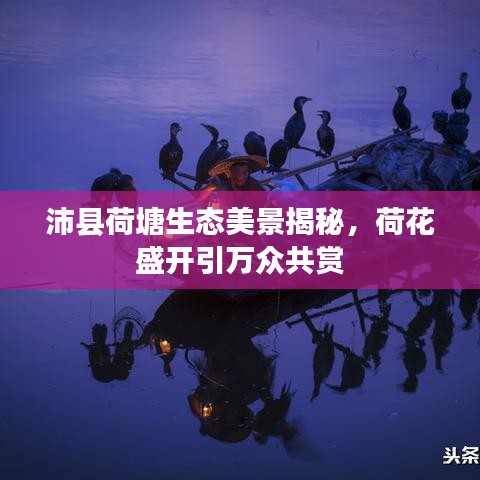 沛县荷塘生态美景揭秘,荷花盛开引万众共赏