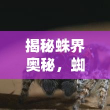 揭秘蛛界奥秘,蜘蛛专题探索生命奇迹!