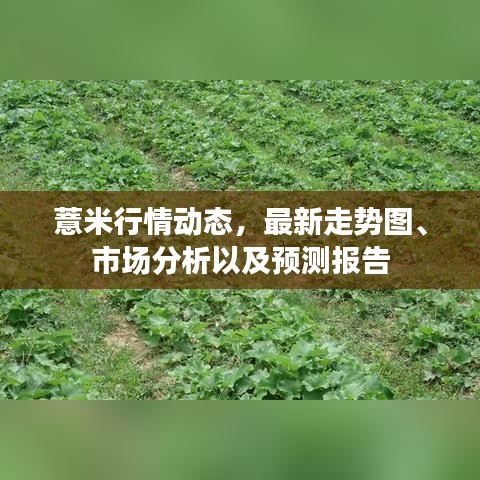 薏米行情动态，最新走势图、市场分析以及预测报告