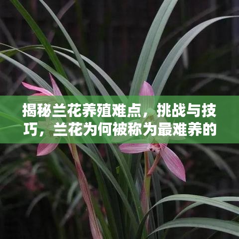 揭秘兰花养殖难点，挑战与技巧，兰花为何被称为最难养的花中之王？