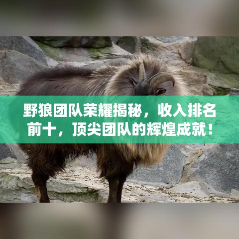 野狼团队荣耀揭秘，收入排名前十，顶尖团队的辉煌成就！