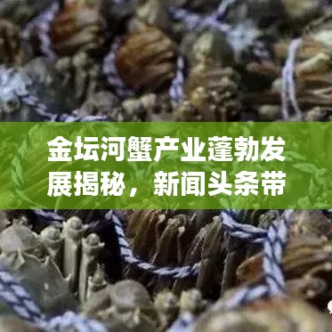 金坛河蟹产业蓬勃发展揭秘，新闻头条带你探秘河蟹世界！