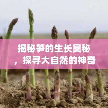 揭秘笋的生长奥秘，探寻大自然的神奇力量