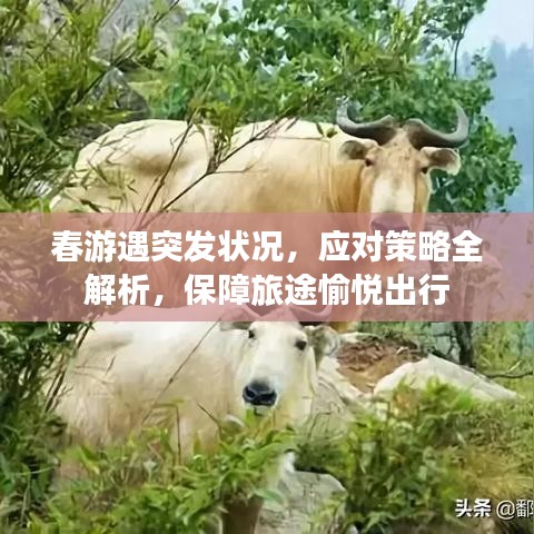 春游遇突发状况,应对策略全解析,保障旅途愉悦出行