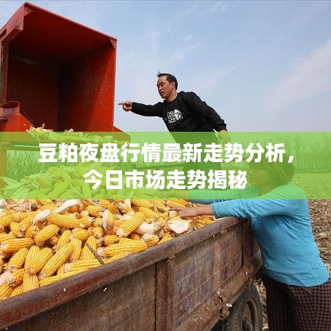 豆粕夜盘行情最新走势分析,今日市场走势揭秘