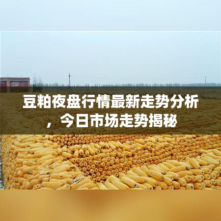 豆粕夜盘行情最新走势分析,今日市场走势揭秘