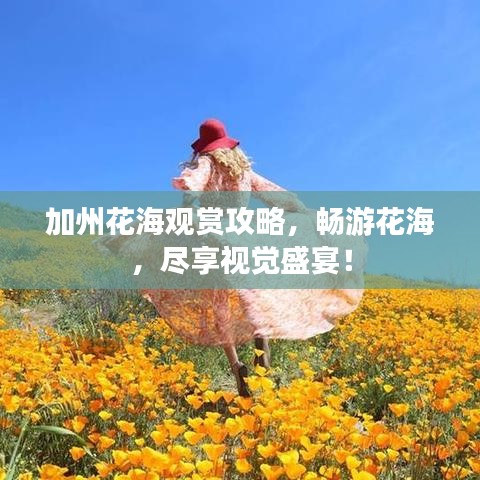 加州花海观赏攻略,畅游花海,尽享视觉盛宴!