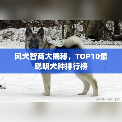 风犬智商大揭秘，TOP10最聪明犬种排行榜