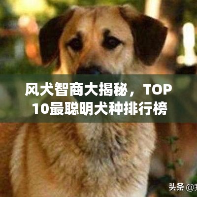风犬智商大揭秘,TOP10最聪明犬种排行榜