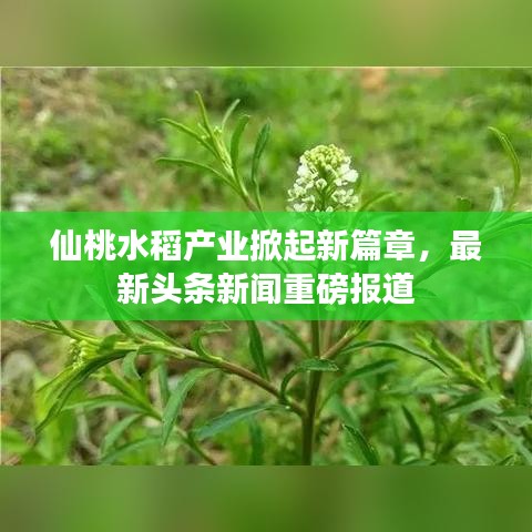 仙桃水稻产业掀起新篇章，最新头条新闻重磅报道