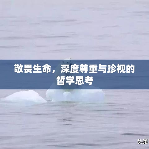敬畏生命,深度尊重与珍视的哲学思考