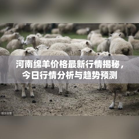 河南绵羊价格最新行情揭秘,今日行情分析与趋势预测
