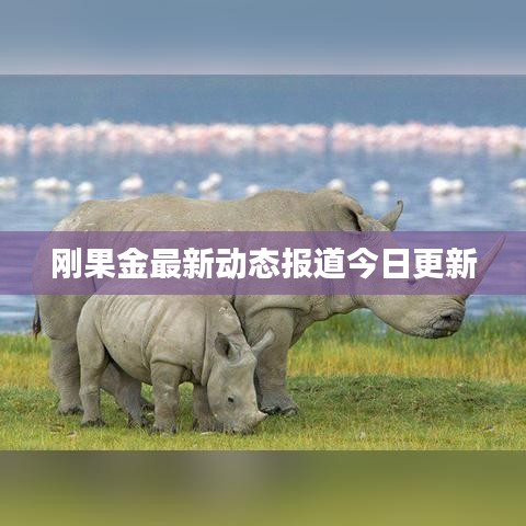刚果金最新动态报道今日更新