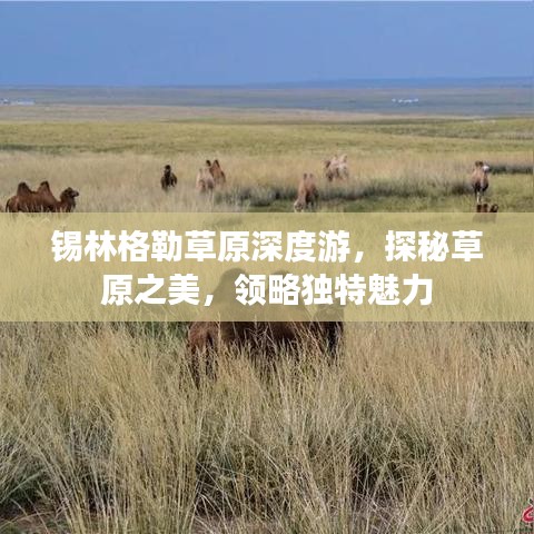 锡林格勒草原深度游，探秘草原之美，领略独特魅力