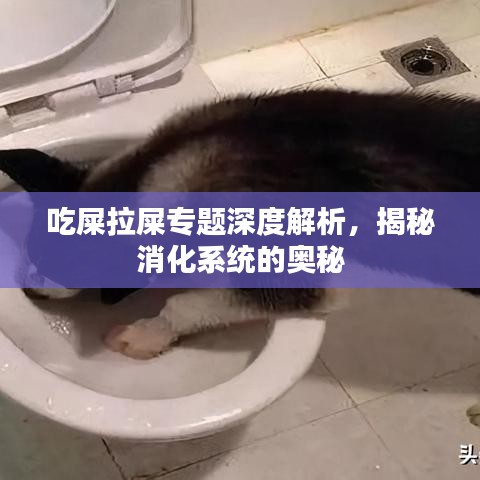 吃屎拉屎专题深度解析,揭秘消化系统的奥秘