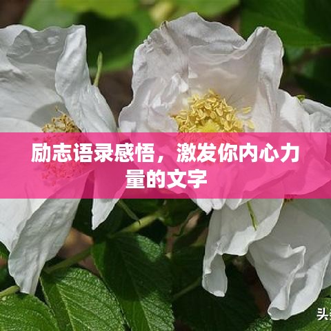 励志语录感悟,激发你内心力量的文字