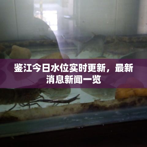 鉴江今日水位实时更新,最新消息新闻一览