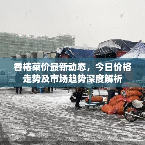 香椿菜价最新动态,今日价格走势及市场趋势深度解析