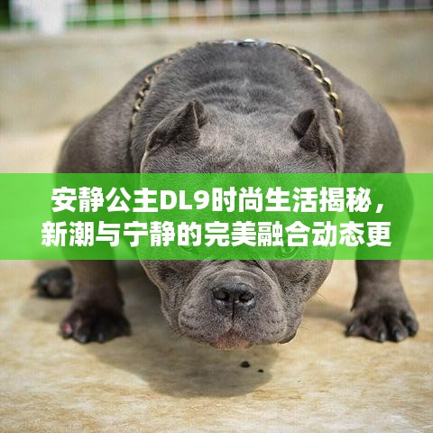 安静公主DL9时尚生活揭秘,新潮与宁静的完美融合动态更新