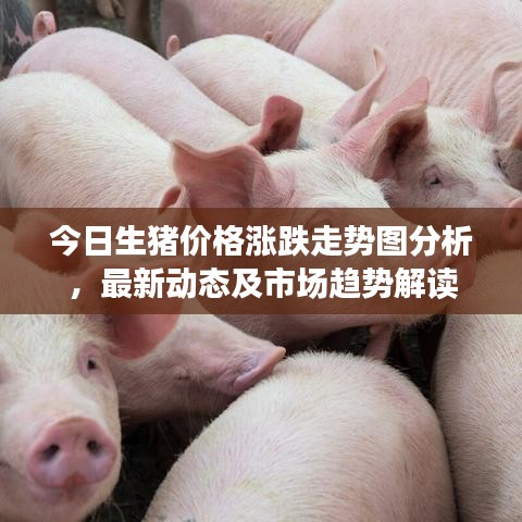 今日生猪价格涨跌走势图分析，最新动态及市场趋势解读