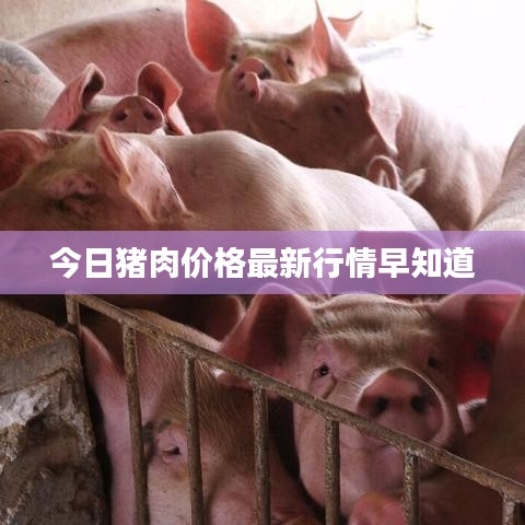 今日猪肉价格最新行情早知道