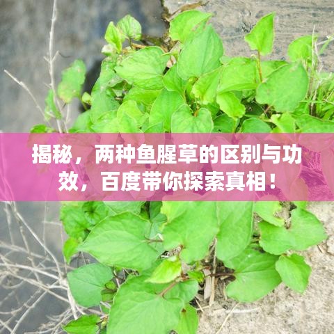 揭秘，两种鱼腥草的区别与功效，百度带你探索真相！