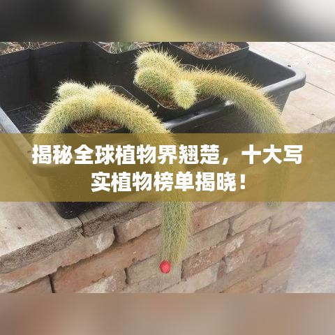 揭秘全球植物界翘楚,十大写实植物榜单揭晓!