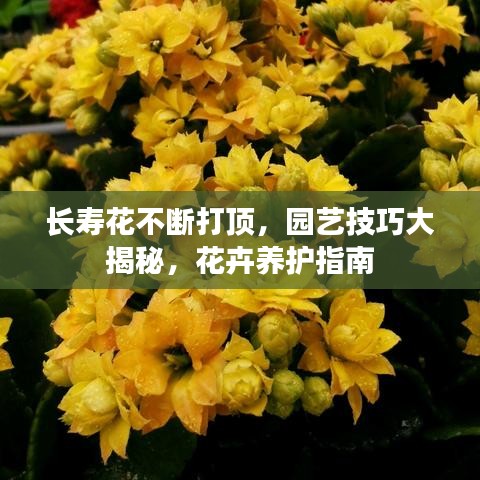 长寿花不断打顶，园艺技巧大揭秘，花卉养护指南