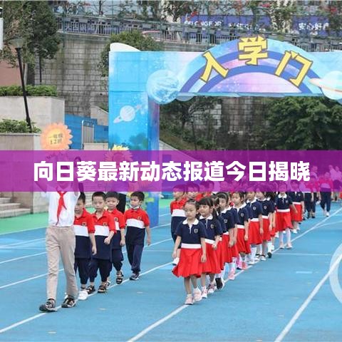 向日葵最新动态报道今日揭晓