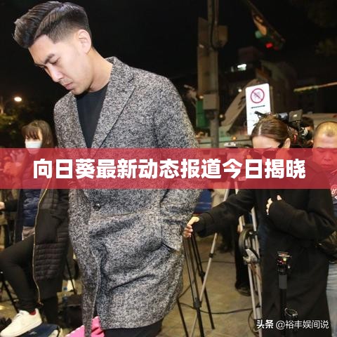 向日葵最新动态报道今日揭晓