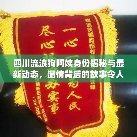 四川流浪狗阿姨身份揭秘与最新动态，温情背后的故事令人动容