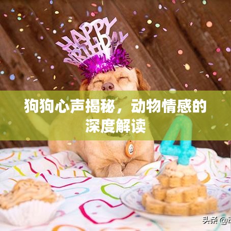 狗狗心声揭秘,动物情感的深度解读