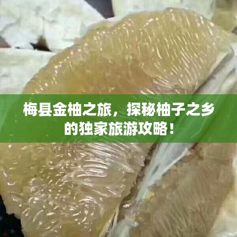梅县金柚之旅,探秘柚子之乡的独家旅游攻略!