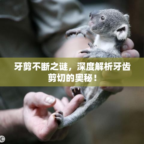 牙剪不断之谜,深度解析牙齿剪切的奥秘!
