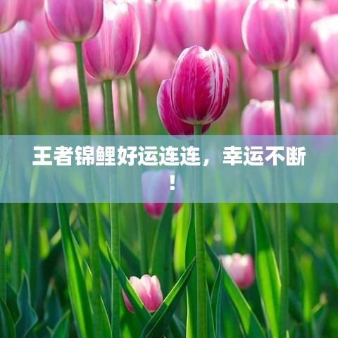 王者锦鲤好运连连，幸运不断！