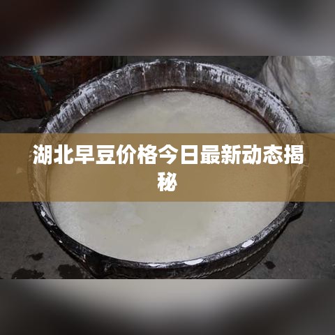 湖北早豆价格今日最新动态揭秘