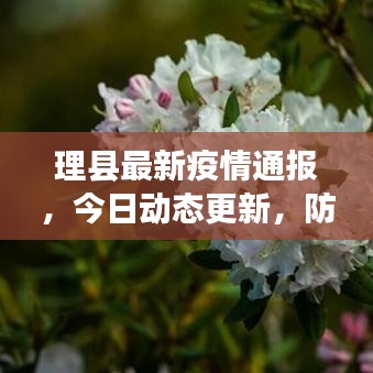 理县最新疫情通报,今日动态更新,防控进展速览